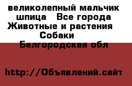 великолепный мальчик шпица - Все города Животные и растения » Собаки   . Белгородская обл.